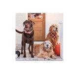 Milk-Bone and Pup-Peroni Trick or Treat Packs, 12 Ounce